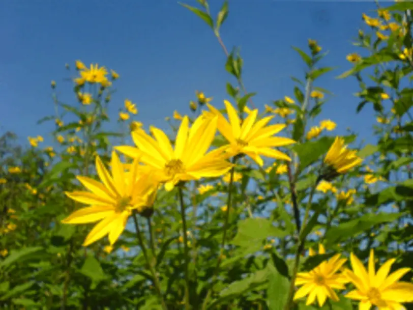 Die Topinambur Manufaktur in Heimenkirch